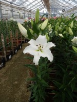 [5288 Signum VOF No02.JPG]